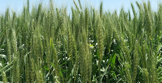 برنامه تغذیه گندم و جو